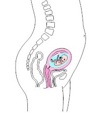 Uterus Size During Pregnancy New Kids Center